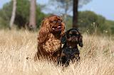 KING CHARLES SPANIEL 133
